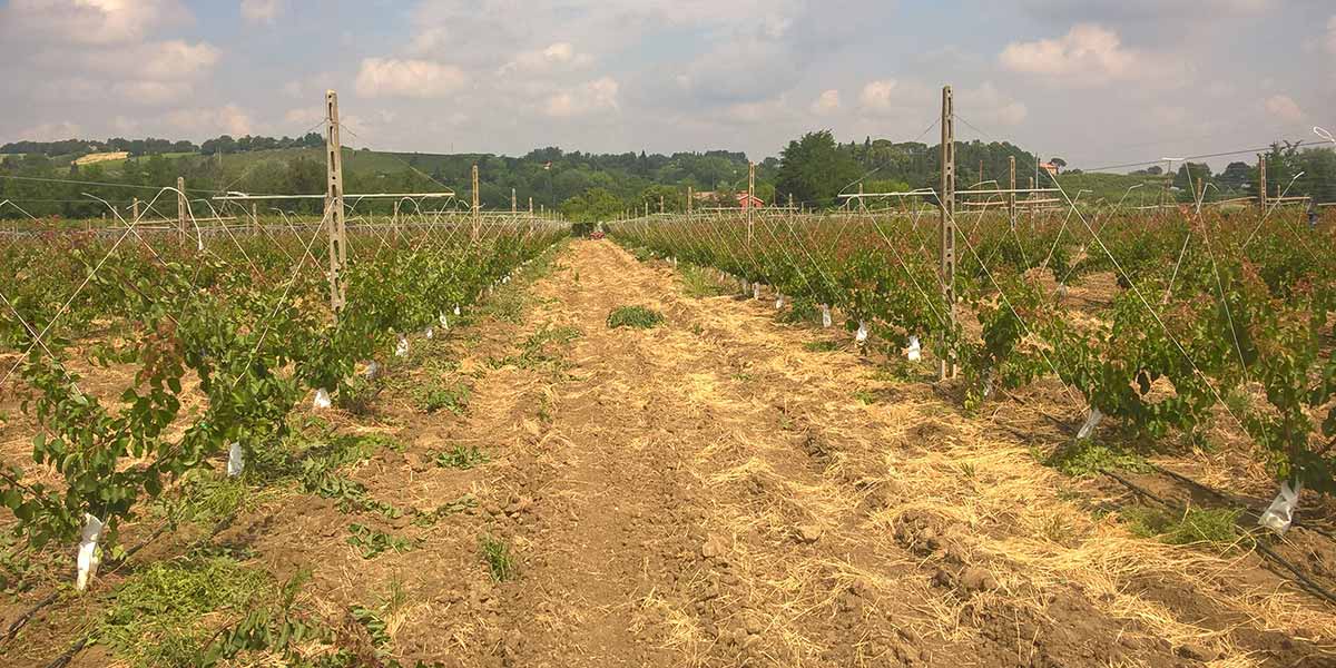 Il vaso strutturato convince i produttori di drupacee